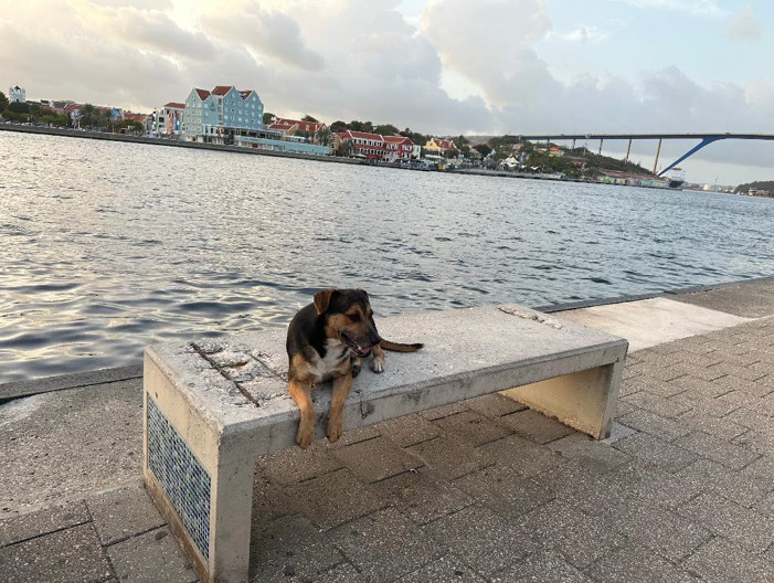 dog in island