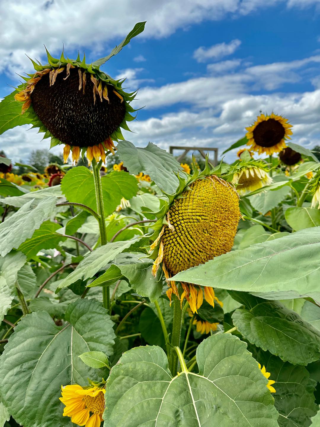 sunflower