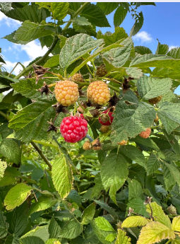 raspberries