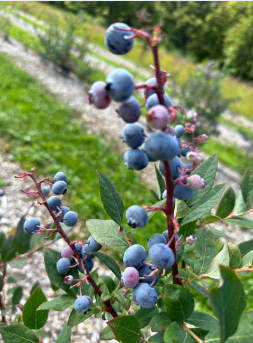 stony hill farms