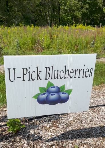 blueberries