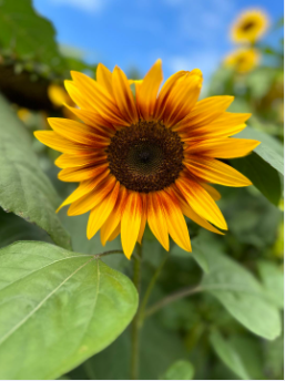 sunflowers