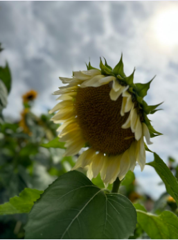 white sunflower